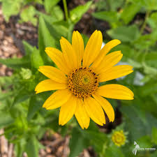 Image result for Heliopsis
