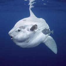 Find Out Why Sunfish Are Often Confused With Sharks And The Ways In Which The Two Are So Drastically Dif Fish Tank Accessories Underwater Creatures Sea Animals