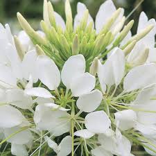Image result for Cleome bororensis