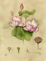 Lotus And Stages Of Its Transformation Lotus E Etapas Da Sua Transformacao Artist Wendy Botanicheskie Risunki Botanicheskie Illyustracii Cvetochnoe Iskusstvo
