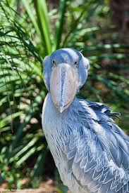 Colorful Bird With Big Feathers Shoe Billed Stork Shoebill Stork Shoebill Beautiful Birds