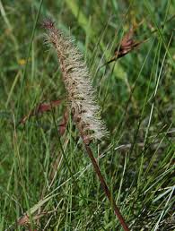 Image result for Holothrix villosa