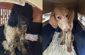 — more than 160 dogs seized from a puppy mill in northern michigan are finding new homes, some in west michigan. Mhs Ceo If You Buy A Designer Dog You May Be Part Of The Problem Michigan Humane