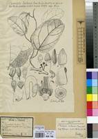 Image result for Triclisia