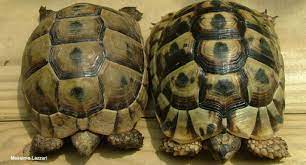 Basic Information Sheet Greek Or Spur Thighed Tortoise Lafebervet