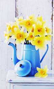 Daffodils In Vintage French Coffee Pot Beautiful Combination Of Yellow And Blue Yellow Flowers Flower Arrangements Daffodils