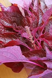 Image result for Amaranthus dubius