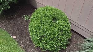 The leaf is medium size and the color is blue green. How To Shape A Boxwood Shrub Youtube