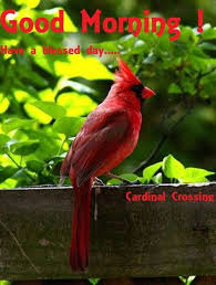 Pin By Mary Lou Janosko On Cardinals In The Spring Summer Cardinal Birds Bird Pictures Bird Garden