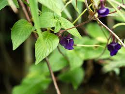 Image result for Streptocarpus glandulosissimus