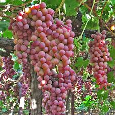 Flame Seedless Grapes Vitis Vinifera Creatorspalette Grape Plant Grape Vine Plant Grape Tree