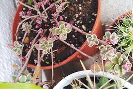 Check spelling or type a new query. Pretty Pink Succulents The Perfect Pastels For Plant Arrangements