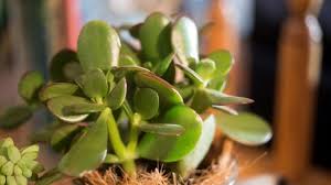Also known as easter cactus, this colorful plant is native to the jungles of brazil and its care is slightly different than other cacti that originate from arid regions. How To Grow And Care For Jade Plants Miracle Gro