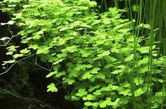 Image result for Hydrocotyle