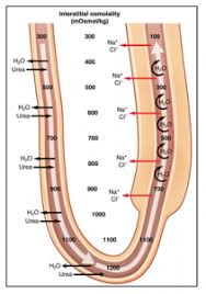 Counter Current Mechanism Concentrated Urine Formation