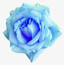 Large collections of hd transparent flower png images for free download. Flower Rose Flowering Plant Blue Blue Rose Garden Roses Petal Rose Sky Blue Flower Png Transparent Png Kindpng