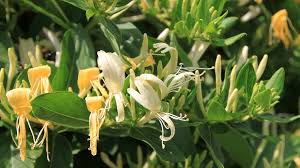 Acest videoclip este un dar din suflet pentru suflete. Mana Maicii Domnului Planta Care VindecÄƒ O MulÈ›ime De Boli Sanatate Avantaje Ro De 20 De Ani Pretuieste Femei Ca Tine