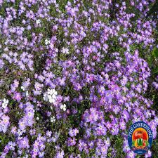 Image result for Malcolmia maritima