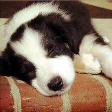 By recognizing border collie health avoid joint dysplasia by looking for puppies from breeders who certify their dogs are free of disease by orthopedic foundation of america certification. Border Collie Puppies In Pictures At Play At Work And At Rest