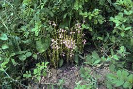 Image result for Striga linearifolia