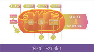 Aerobic respiration has four stages: Cellular Respiration Steps And Pathways Youtube