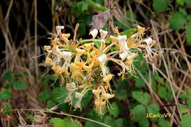 Existen unas 180 especies del género loniceras, las más comunes son l. Plantas Silvestres De Asturias Madreselva Chupamieles Locinera Periclymenum
