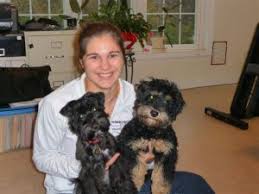 We did not find results for: Mini Schnoodle Adoption Information Puppies For Adoption In Raleigh Nc Pierce Schnoodles