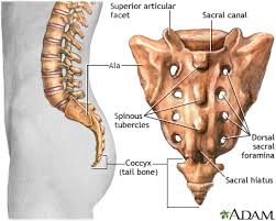 The skeleton also protects several vital organs such as the heart, lungs and the liver. Lumbosacral Spine X Ray Information Mount Sinai New York