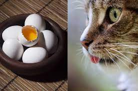 Meningkatkan stamina dan daya tahan tubuh. Banyak Yang Berikan Kucing Telur Mentah Sebagai Selingan Bolehkah Kucing Makan Telur Mentah Semua Halaman Bobo