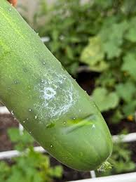 Image result for thrips damage on cucumber