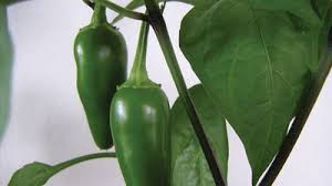 Image result for Capsicum frutescens