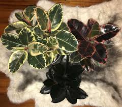 Maybe you would like to learn more about one of these? She Lights Up The Room But Never Causes A Scene Ficus Elastica Tineke Ruby And Burgundy Some Of The Sexiest Damn Plants I Ve Laid My Eyes On Indoorgarden