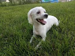 Find cavapoos for sale in iowa city, ia on oodle classifieds. Cavapoo Puppies For Adoption Iowa The Y Guide