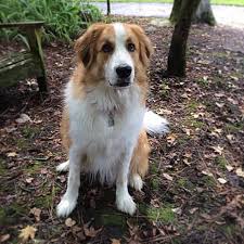 Feel free to leave a comment! Great Pyrenees Bernese Mountain Dog Mix The Dog Digest