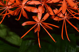 Image result for Scadoxus cinnabarinus