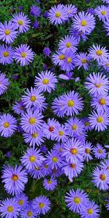 Gif Najdeno Polzovatelem Kto To Nahodite I Sohranyajte Svoi Sobstvennye Izobrazheniya Purple Flowers Wallpaper Flowery Wallpaper Beautiful Flowers Wallpapers