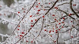 Use These Free Dnr Photo Scenes To Zoom Into A Winter Wonderland Mlive Com Choose from a curated selection of winter photos. zoom into a winter wonderland