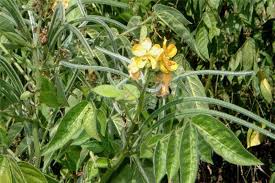 Image result for Mostuea hirsuta