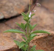 Image result for Syncolostemon canescens