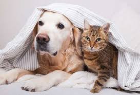 Us 4306 n 56th street tampa, fl 33610. Brantley Termite Pest Control Pinellastermite Twitter