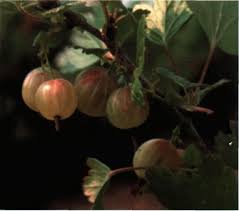 He has introduced many different types of edible nut trees, fruits, native trees. Unusual Fruit Plants For Gardens In The North Central Region E2747 Msu Extension