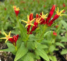 Image result for Loganiaceae