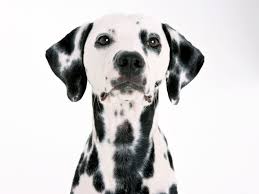 Dalmatian Dalmatian Dogs Dalmatian Puppy Dalmatian