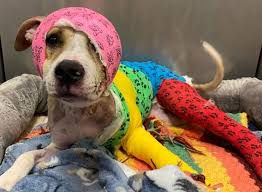 Public encouraged to vote for Memphis Dog 'Riona' in Cadbury Easter Bunny  Contest