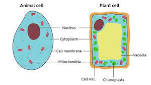 If it's a living organism, it's made up of at least one cell! What Are Cells Bbc Bitesize