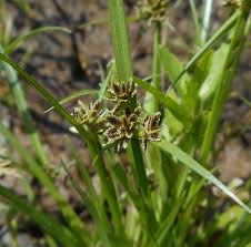 Image result for Cyperus margaritaceus