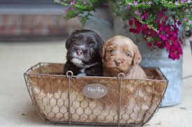 Australian labradoodle puppies for sale in ohio. Labradoodle Puppies For Sale Ohio Valley Labradoodles Labradoodle Puppy Labradoodle Puppies For Sale Labradoodle