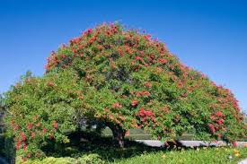 Image result for Erythrina × coddii