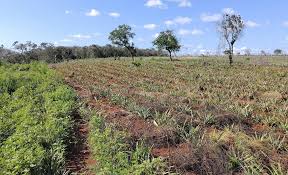 Image result for Rhynchosia holstii