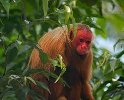 Bald Uakari Facts Diet Habitat Pictures On Animalia Bio Uakari Diurnal Animals Most Beautiful Animals